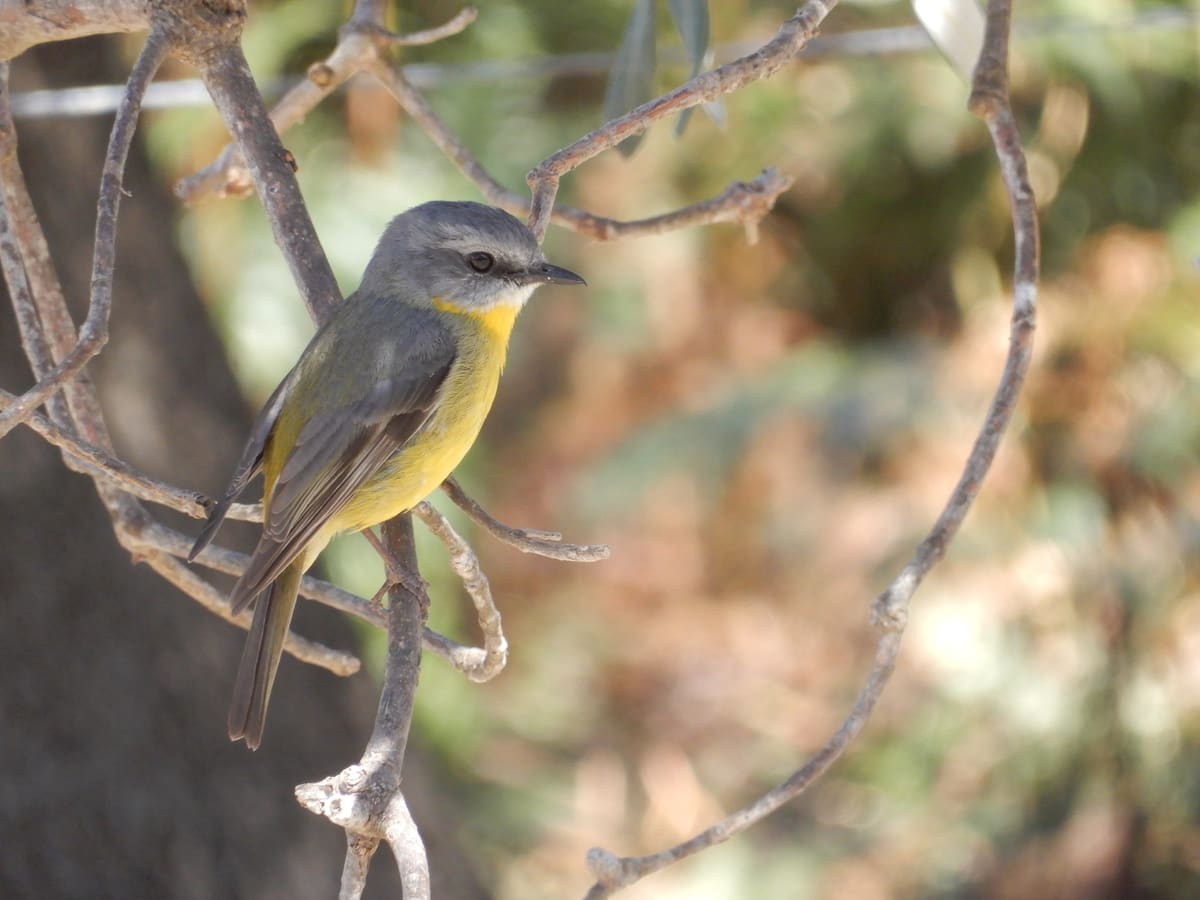 Eastern yellow robin perched on bare twigs with blurred foliage behind