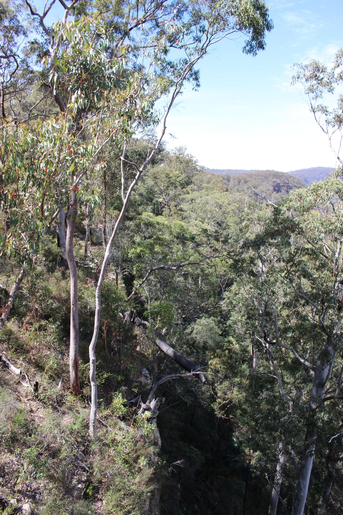 Eucalypt woodland sloping down into a shaded gorge