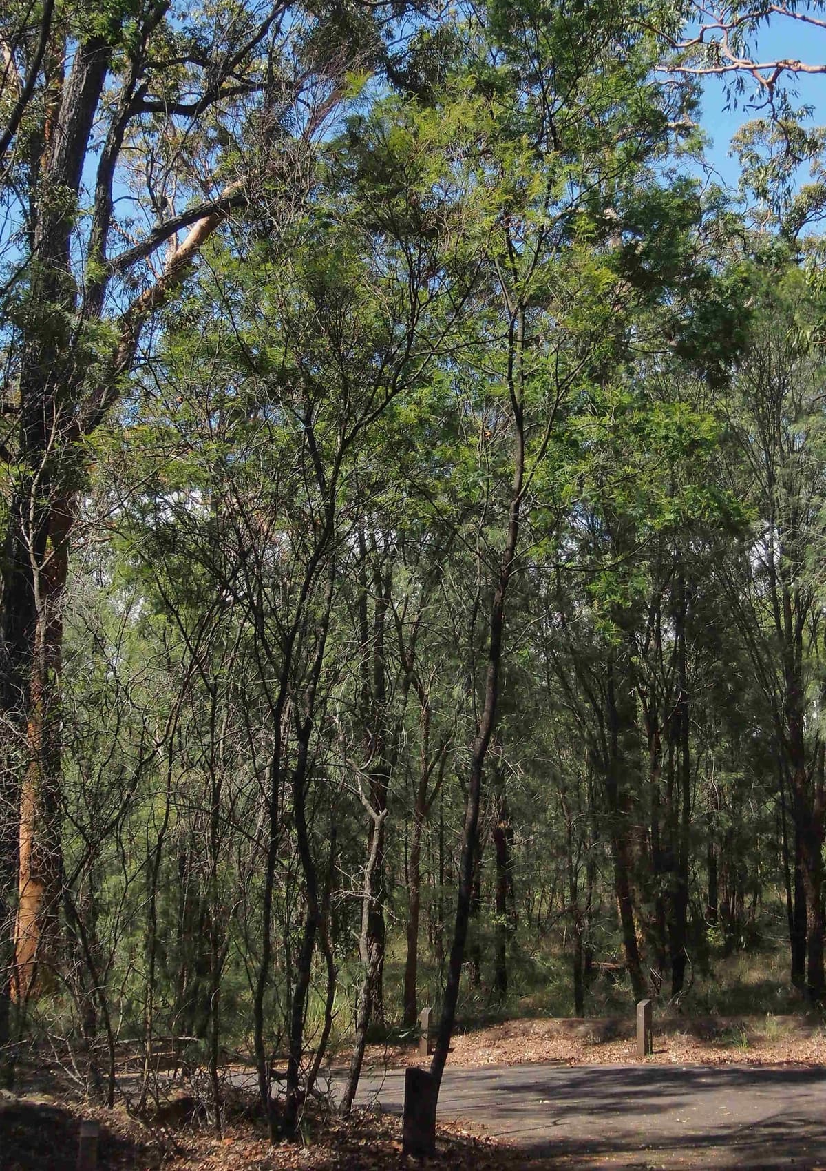 Tall thin eucalypts and wattles lining a sandy bush track under blue sky