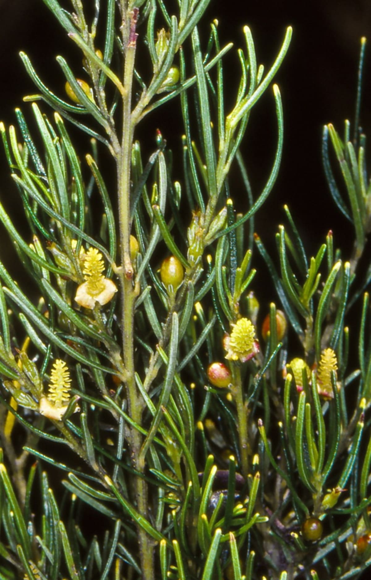 Close-up of a green needle-leaved shrub with small yellow flowers against a dark background