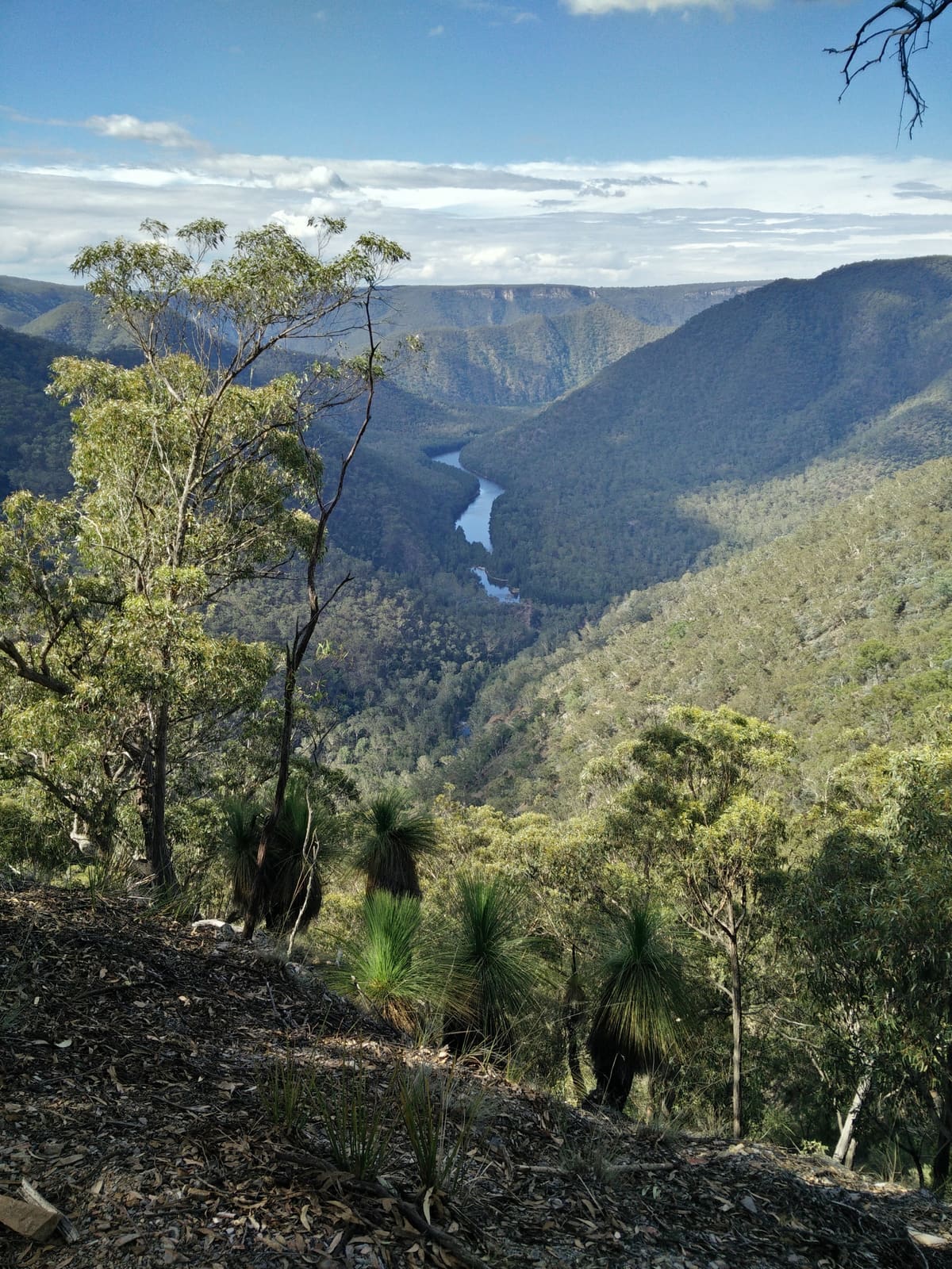 Valley from a rocky lookout: river bend, forested ranges and eucalypts in the foreground