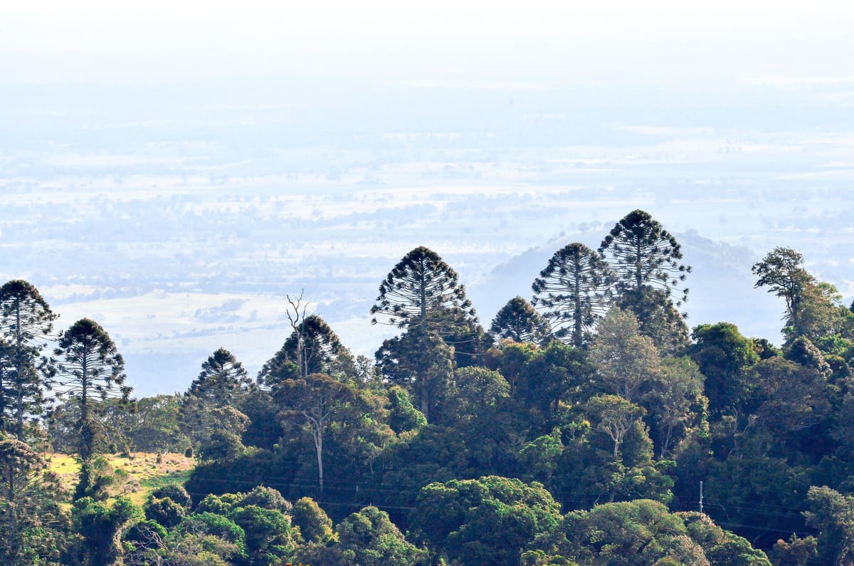Bunya Mountains