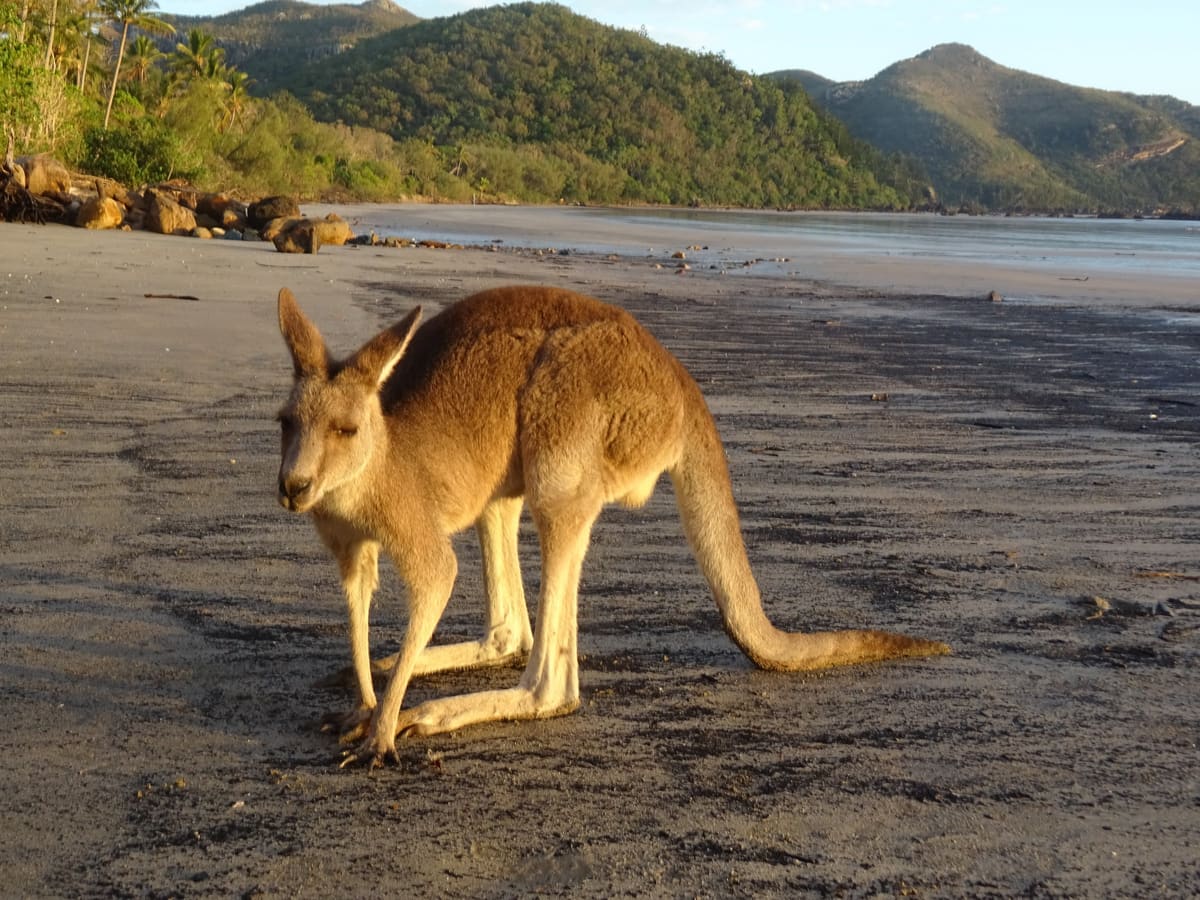 Kangaroo walking on dark sand at low tide with a forested headland behind