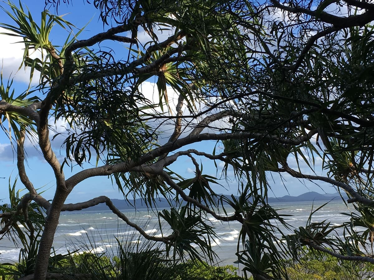 Ocean waves and shoreline seen through twisted pandanus palm fronds and branches
