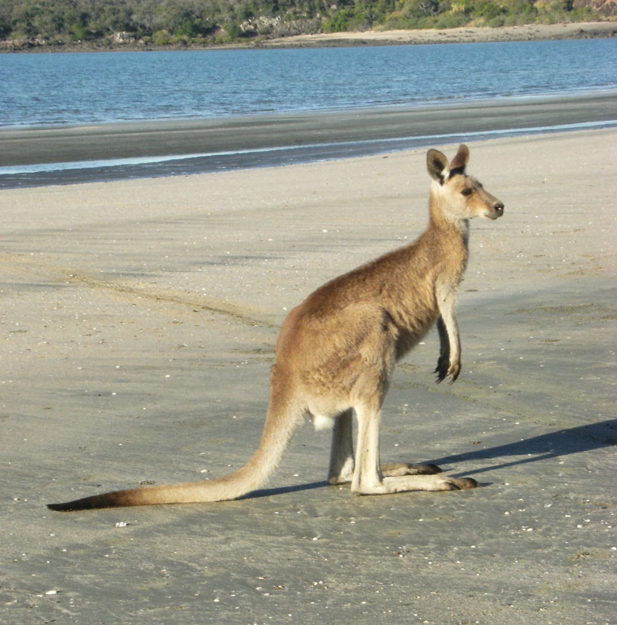 Kangaroo standing upright on a wide sandy beach beside calm water