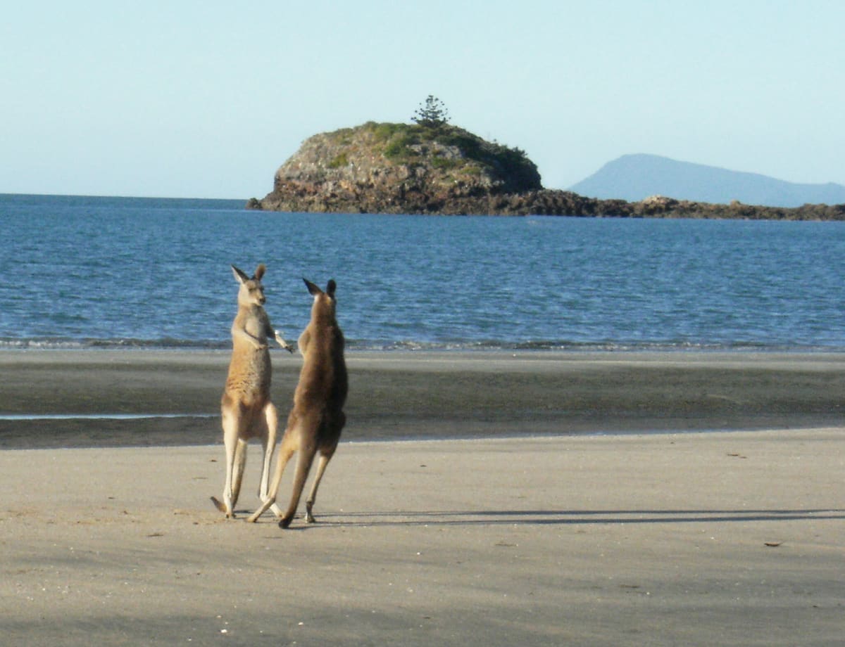Two kangaroos standing on the sand looking out to a small rocky island offshore