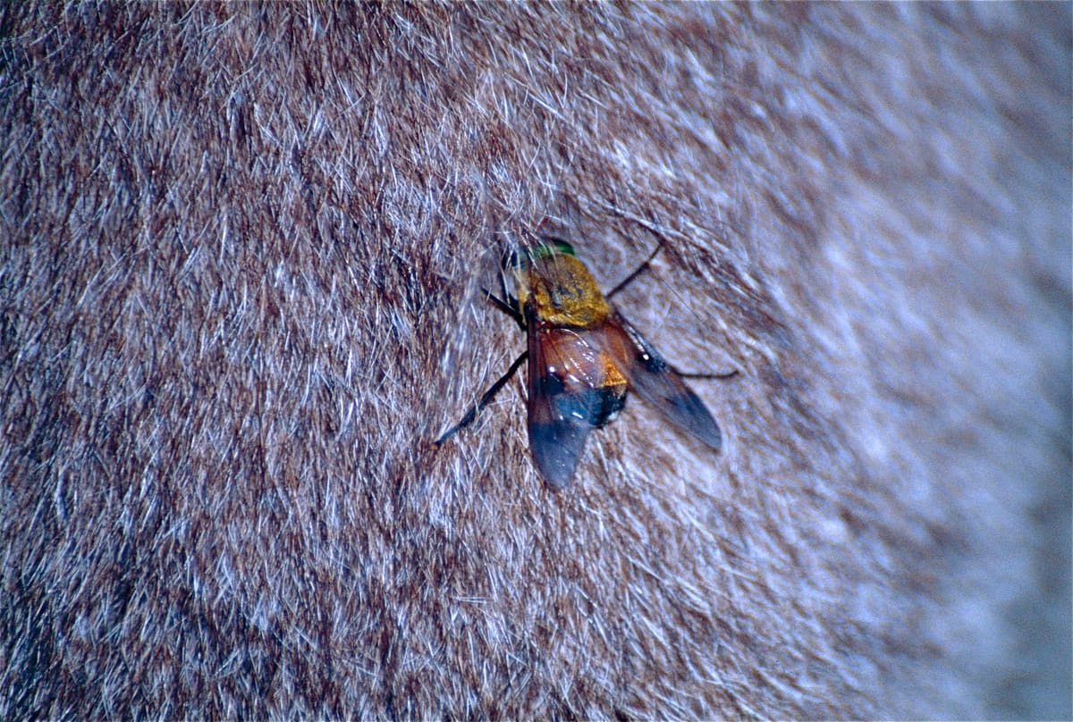 Close-up of a march fly biting the grey fur of a kangaroo