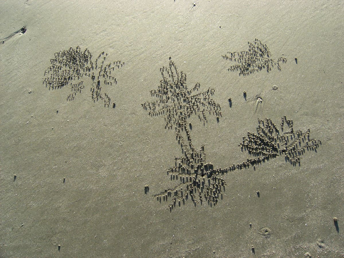 Sand surface dotted with radiating pellet trails left by sand bubbler crabs