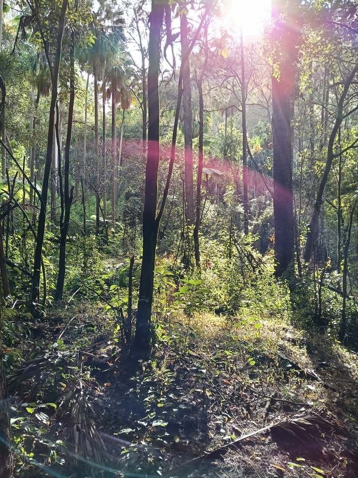 Sunlight filtering through palms and eucalypts in the forest along the track, Carnarvon Gorge
