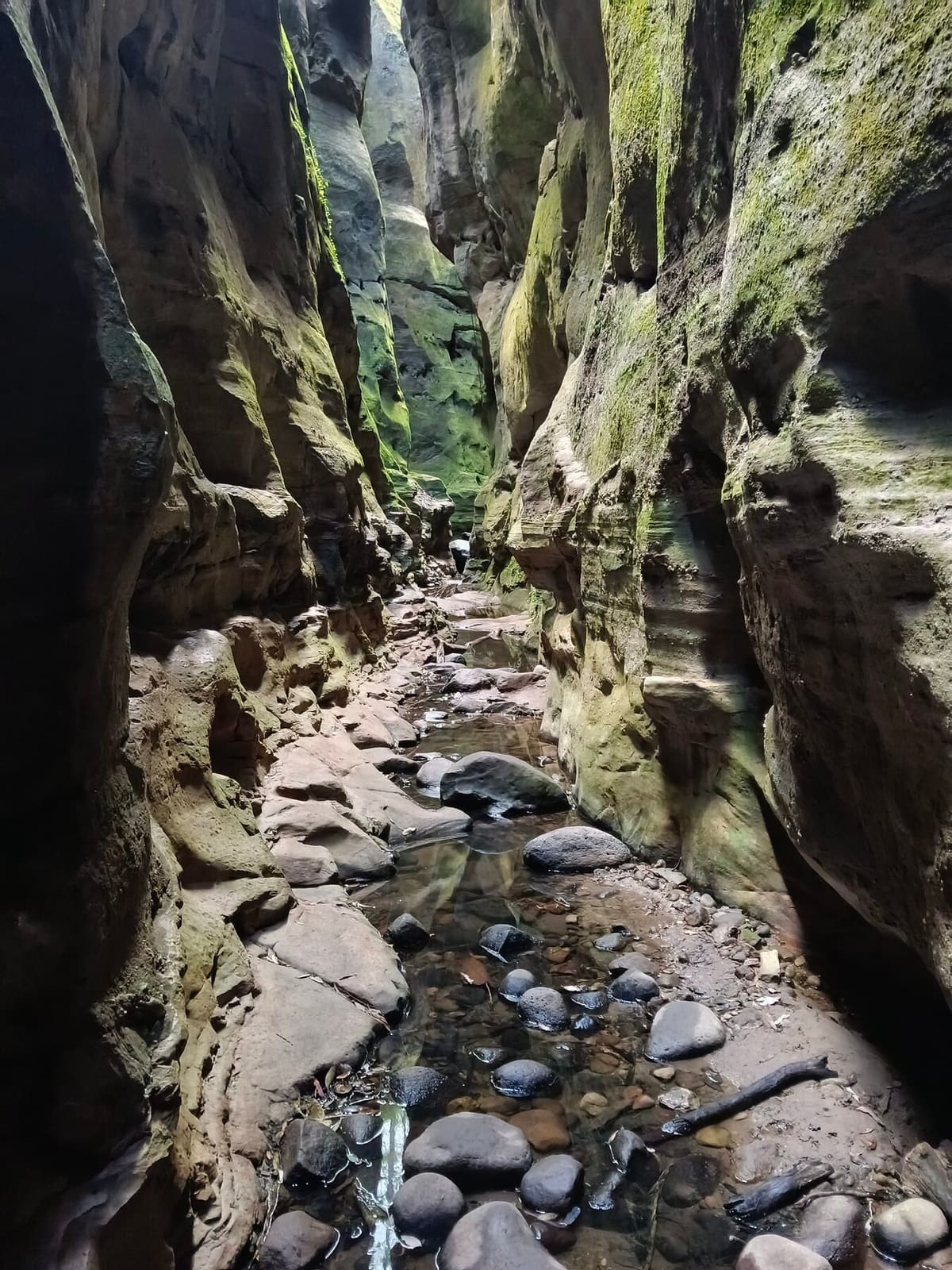 The permanently wet, fern-hung walls of Moss Garden, a side gorge in Carnarvon Gorge