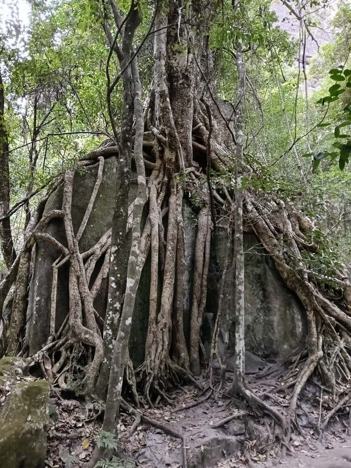 A strangler fig with roots wrapped around a large boulder beside the track, Carnarvon Gorge