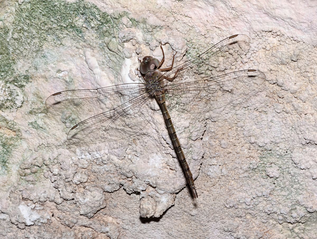 A cave duskhawker dragonfly resting spread-winged on pale cave rock