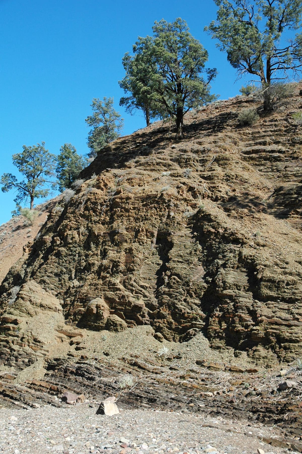 Tilted, layered siltstone beds of the Ediacaran Brachina Formation in a creek bank