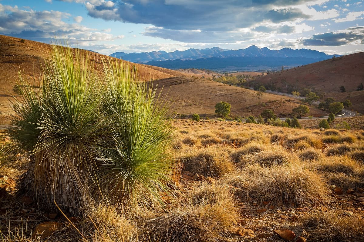 Grass trees and golden spinifex at Hucks Lookout, with the Wilpena Pound ranges on the horizon