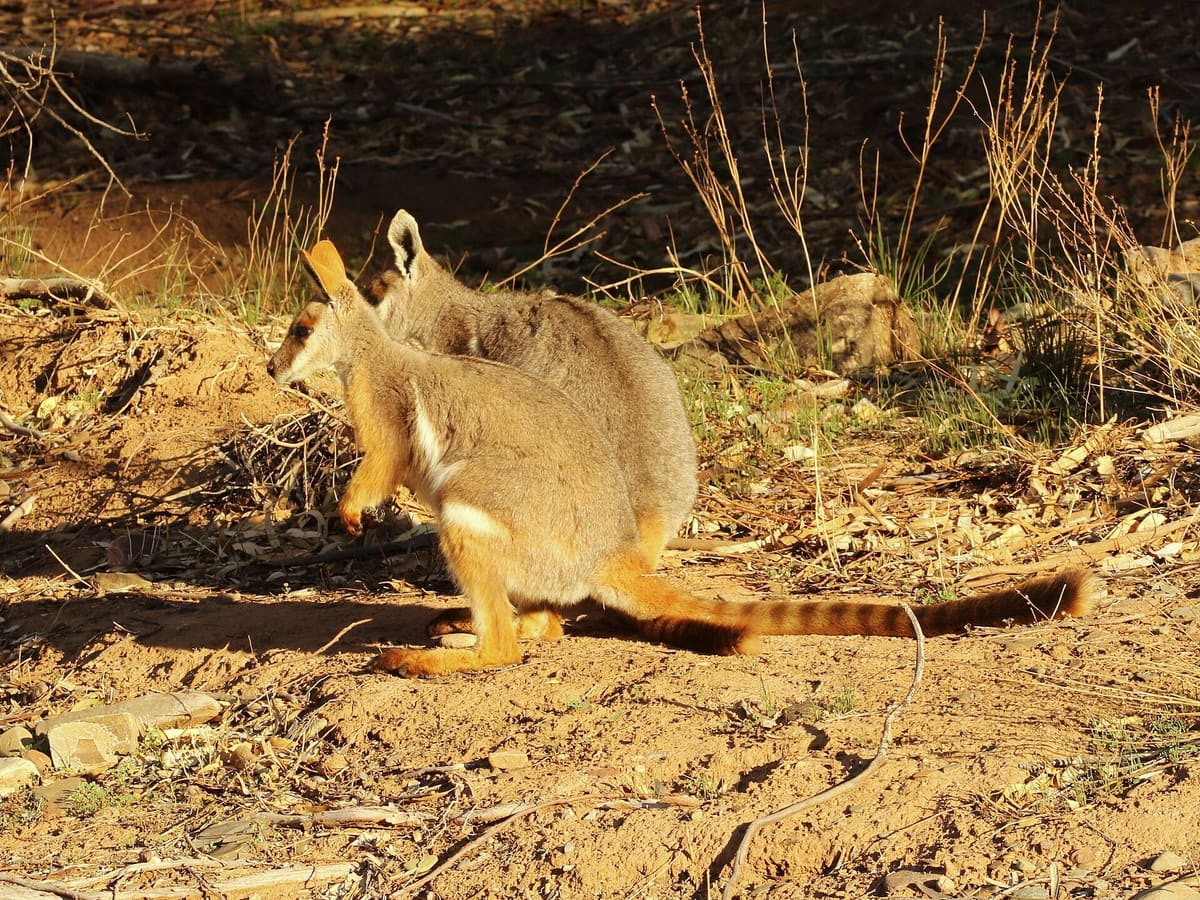 A yellow-footed rock-wallaby with a banded tail crouches on dry ground in Brachina Gorge