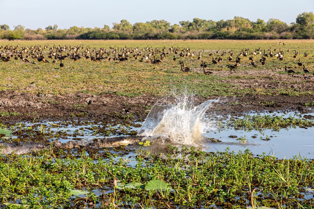 A crocodile lunges with a big splash among water lilies on an open billabong