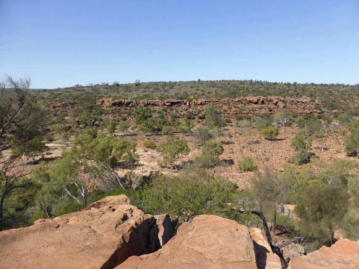 Mulga scrub between red rock shelves in the Murchison River Gorge under a blue sky