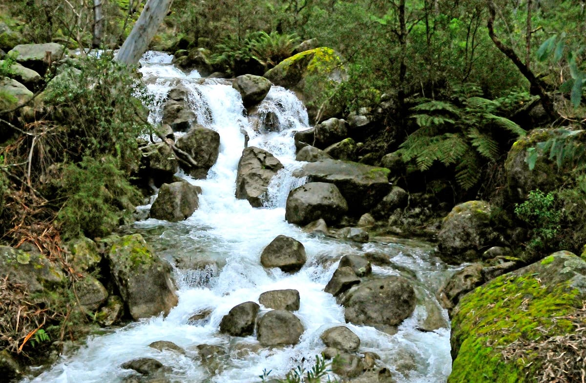 Waterfall cascading over mossy boulders amid ferns in a rainforest gully