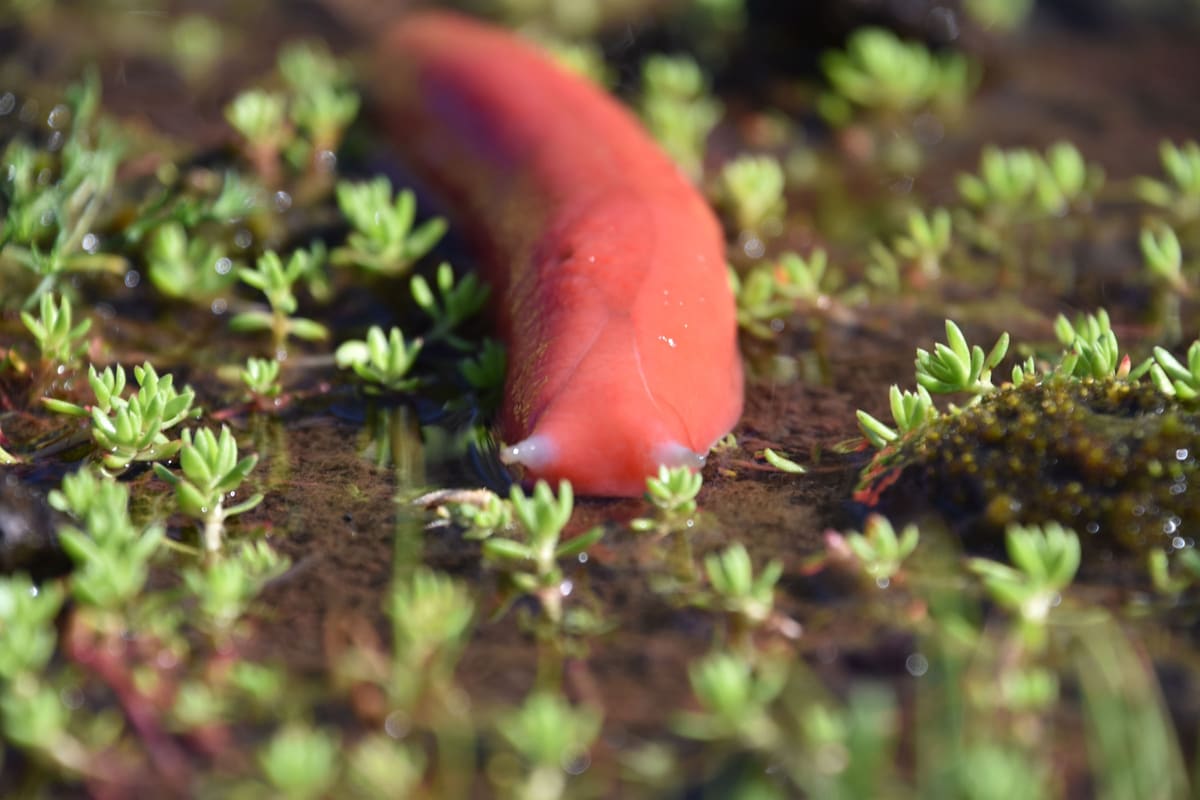 Bright red Kaputar pink slug crawling among tiny green seedlings
