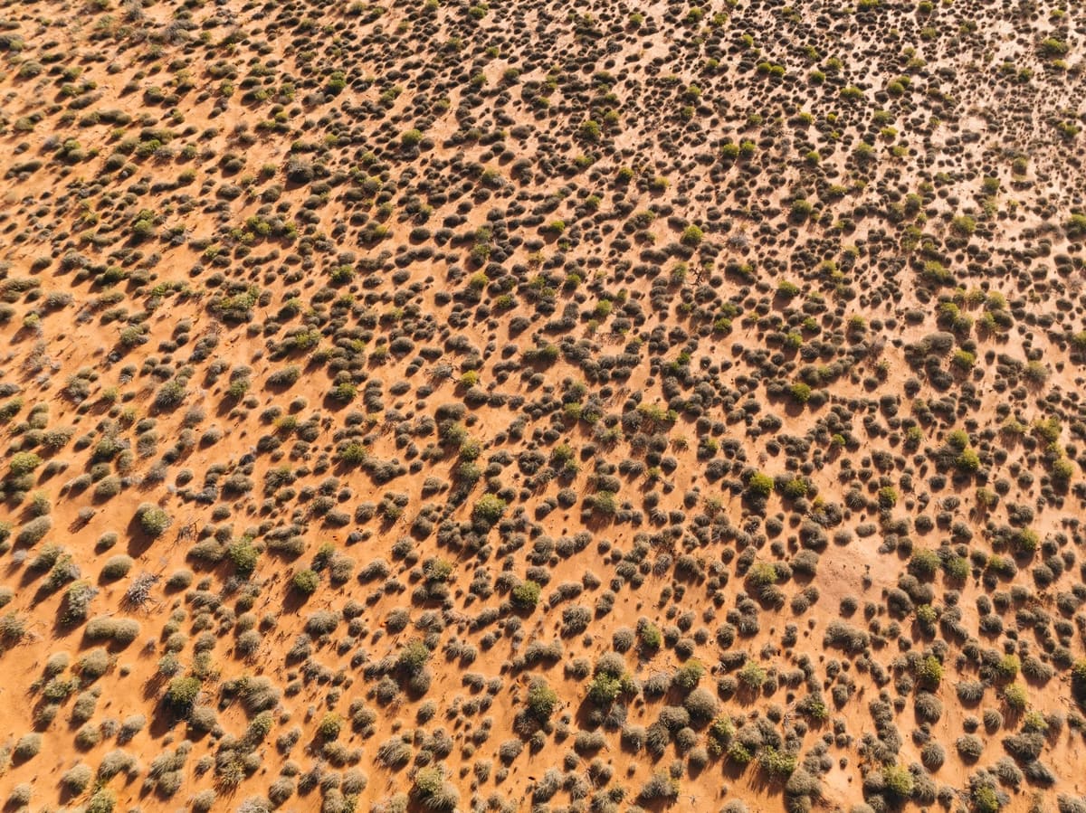 Desert shrubland in outback Australia