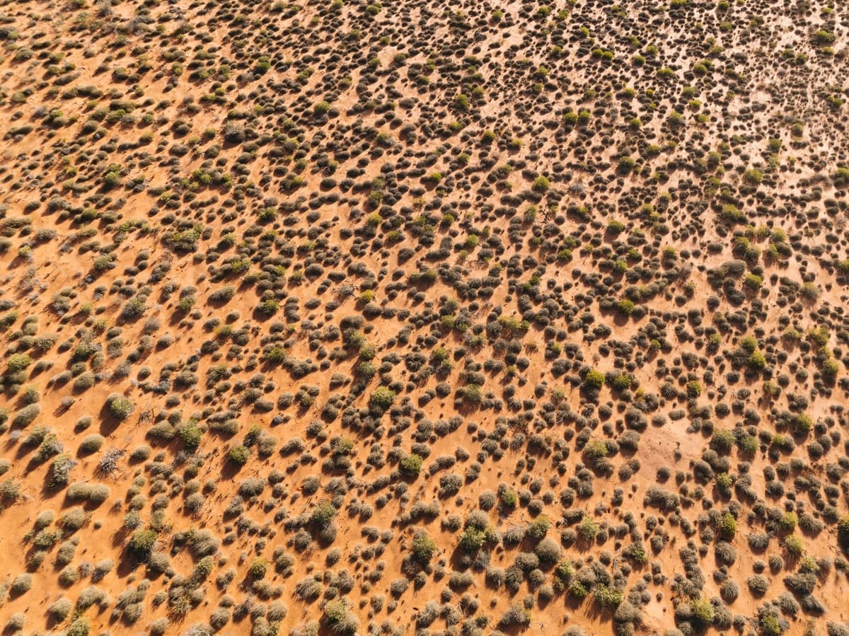 Desert shrubland in outback Australia