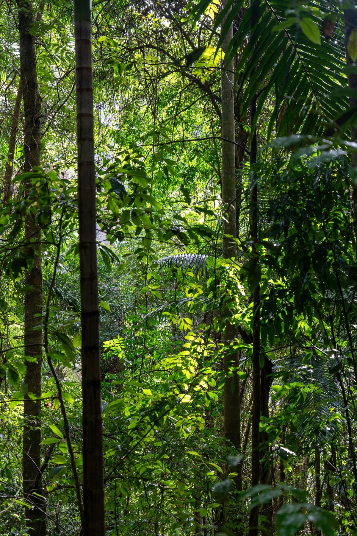 Tropical rainforest in Queensland
