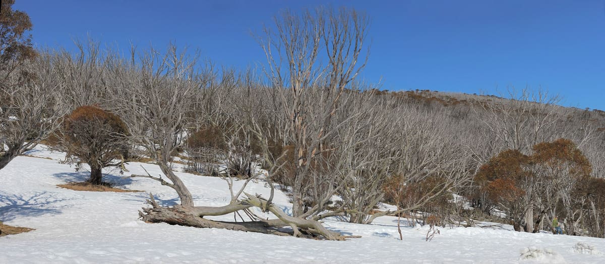 Snow gums on a snow-covered slope under a clear blue sky at Dead Horse Gap, Kosciuszko National Park, New South Wales