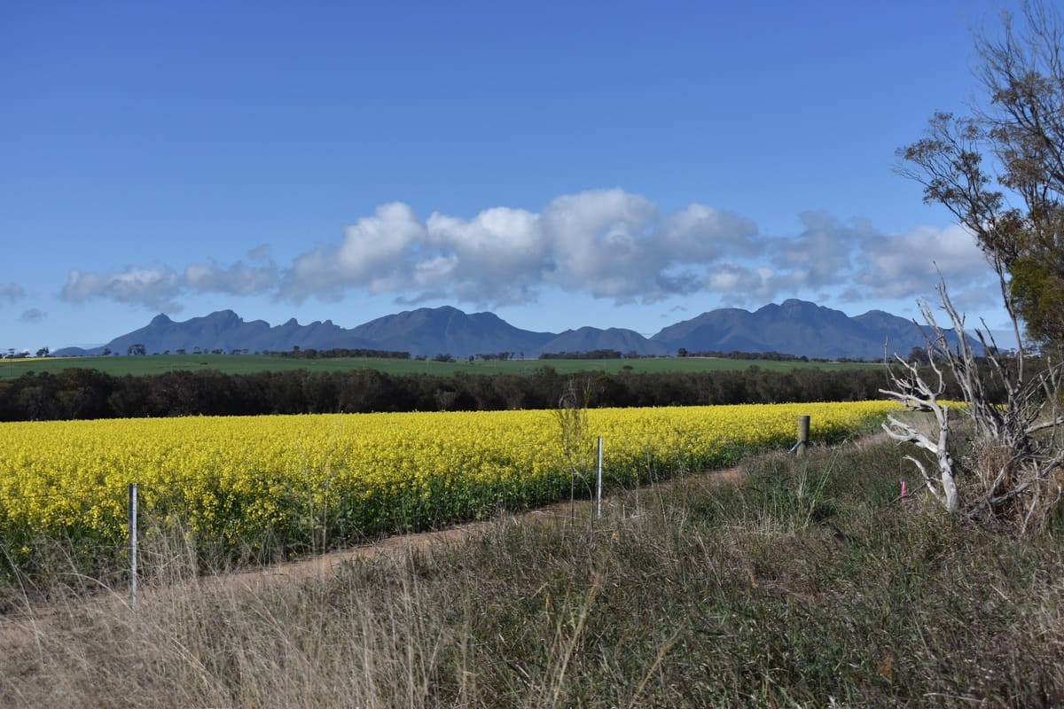 Bright yellow canola field with the Stirling Range skyline behind it