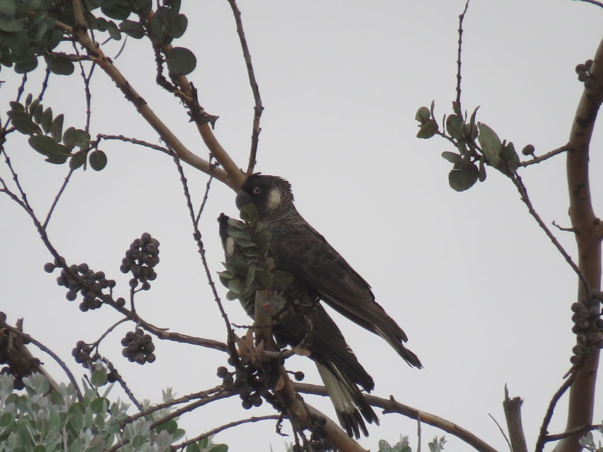 A dark black cockatoo perched among bare branches and seed pods against a pale grey sky