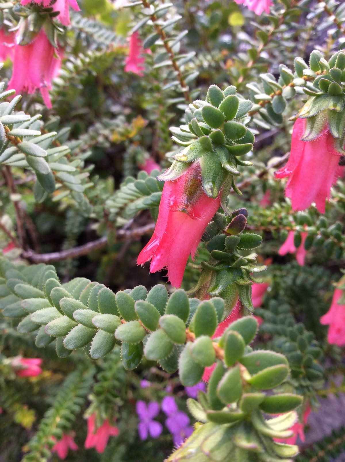 Close-up of pink bell-shaped Darwinia flowers with small round leaves