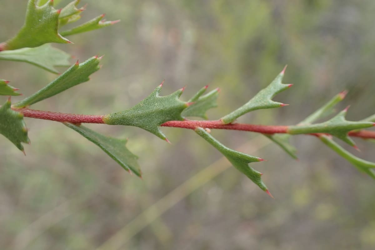 Red stem bearing spiny lobed Hakea tuberculata leaves