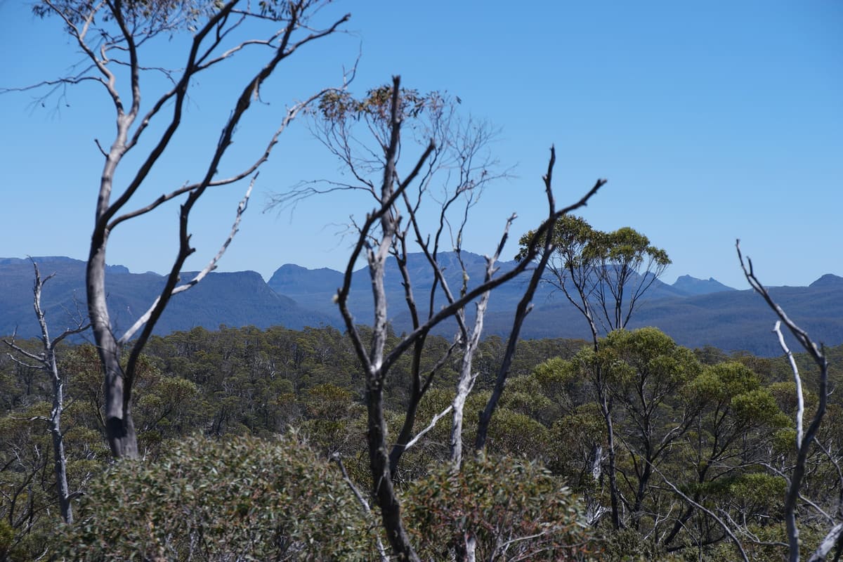 Twisted dead snow gum branches silhouetted against jagged distant peaks