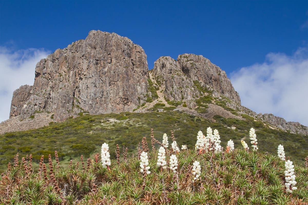 Craggy dolerite peak with white Richea scoparia flowers in the foreground