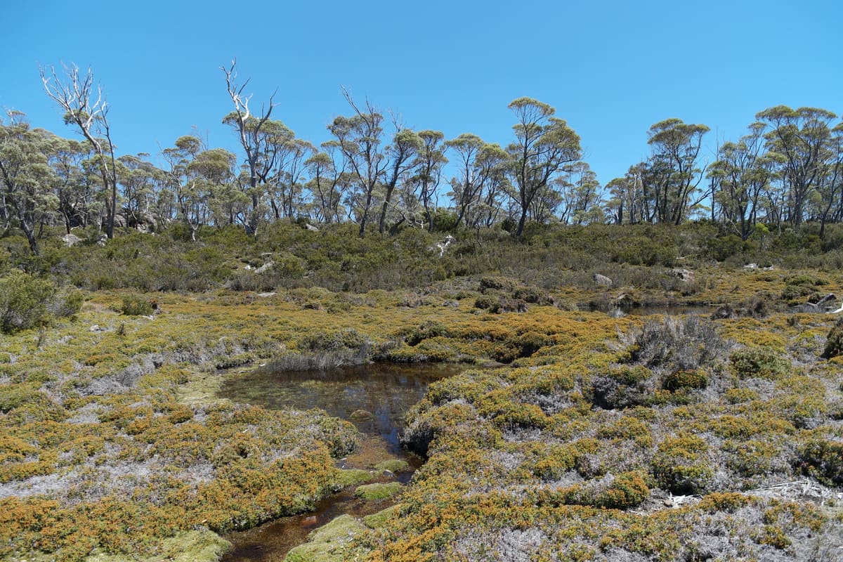 Boggy sphagnum plain with small pools and sparse thin trees on the horizon