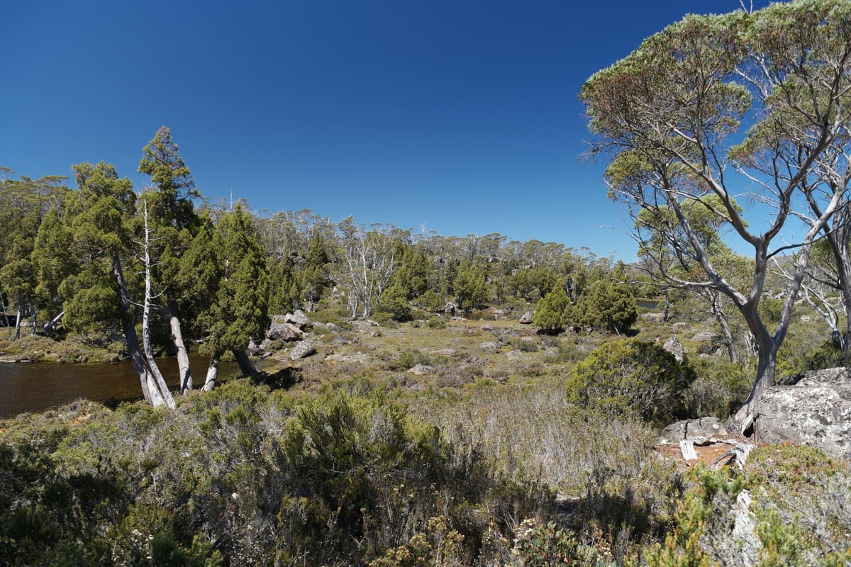 Trees, rocks and a pond in alpine heath beneath a deep stormy sky