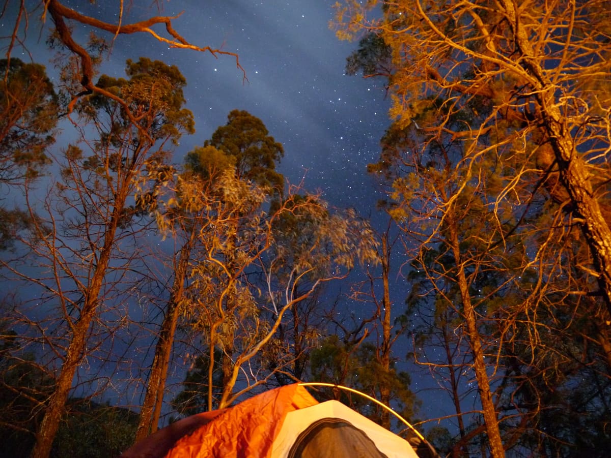 A glowing tent and orange-lit eucalypts under a starry night sky at a bush camp