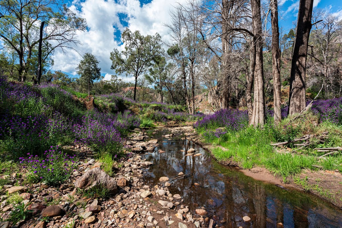 Wambelong Creek with purple lilies, eucalypts and fire-scarred trees beside still water