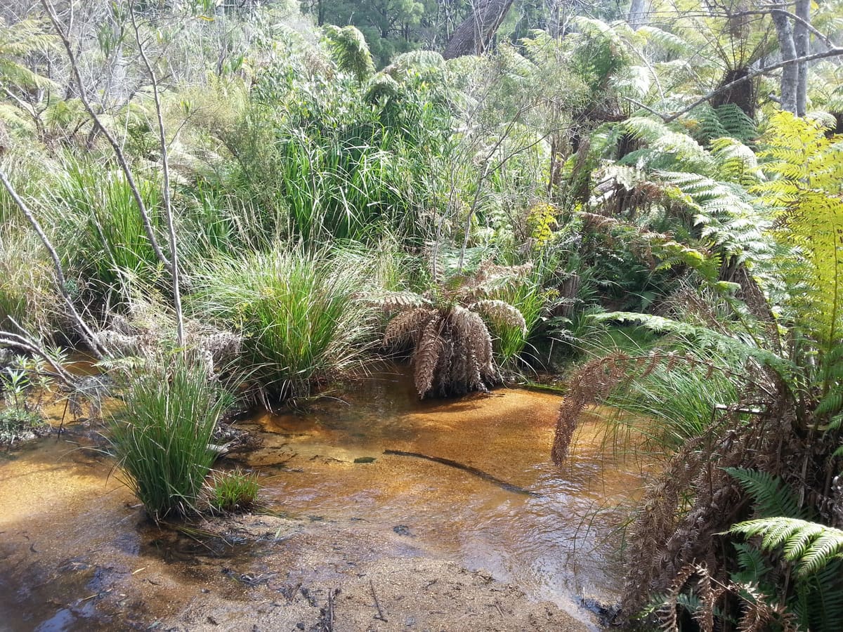 Tannin-stained creek with ferns, grasses and reeds in forest on the Telegraph Saddle track