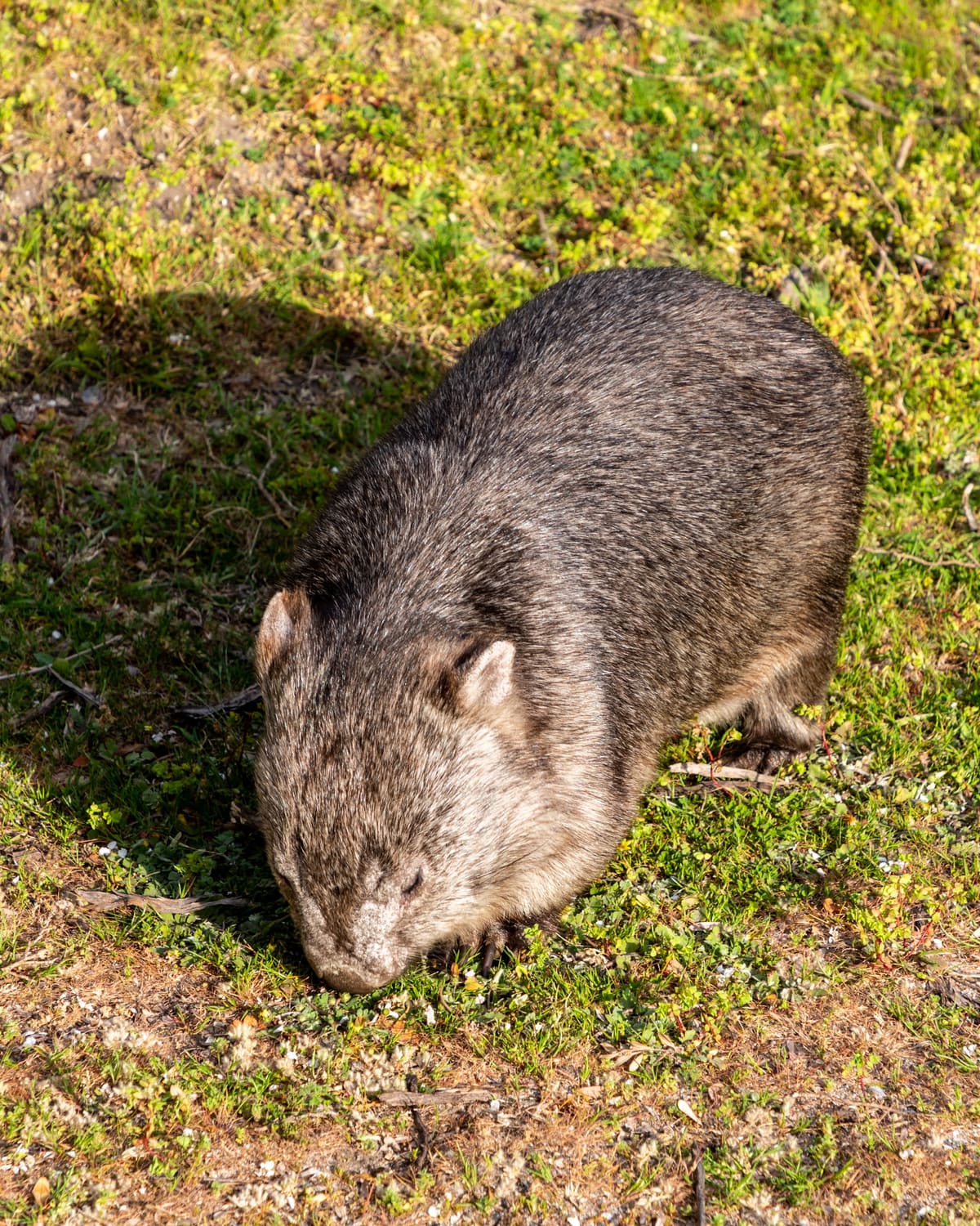 Close-up of a wombat grazing on grassy ground at Tidal River